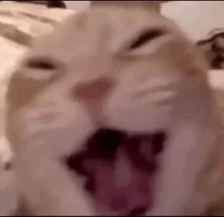 Gatito saludando