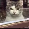 Gato mirando con sospecha
